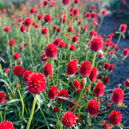  Gomphrena 1000 Semillas haageana Qis Red Flor Maceta 77.966102 Gomphrena 1000 Semillas haageana Qis Red Flor Maceta
Germinación