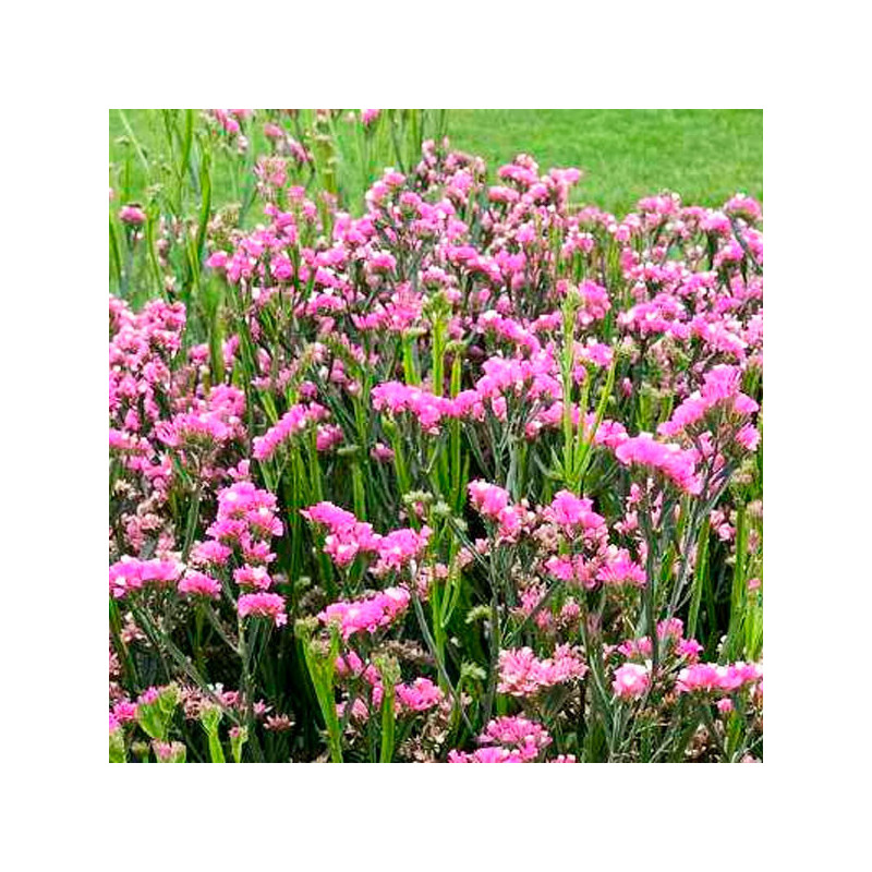  Limonio 1000 Semillas Limonium sinuatum Statice Hipster Rose Flor Corte 68.644068 Limonio 1000 Semillas Limonium sinuatum Stati