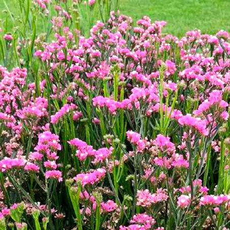  Limonio 1000 Semillas Limonium sinuatum Statice Hipster Rose Flor Corte 68.644068 Limonio 1000 Semillas Limonium sinuatum Stati