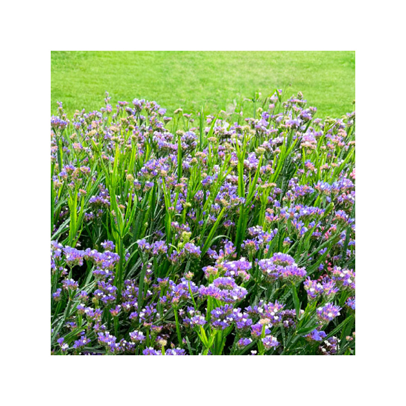  Limonio 1000 Semillas Limonium sinuatum Statice Hipster Blue Flor Corte 68.644068 Limonio 1000 Semillas Limonium sinuatum Stati