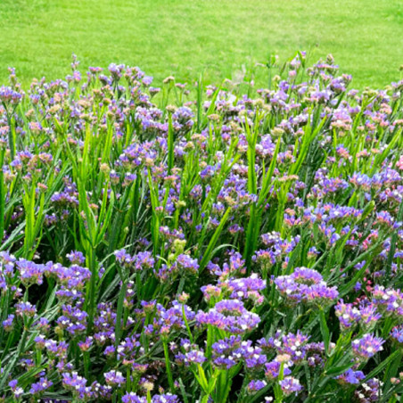  Limonio 1000 Semillas Limonium sinuatum Statice Hipster Blue Flor Corte 68.644068 Limonio 1000 Semillas Limonium sinuatum Stati