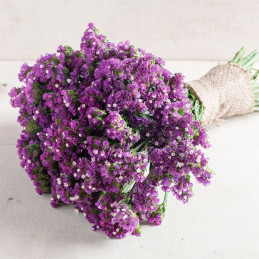 Limonio 1000 Semillas Limonium sinuatum Statice Seeker Purple Flor Corte