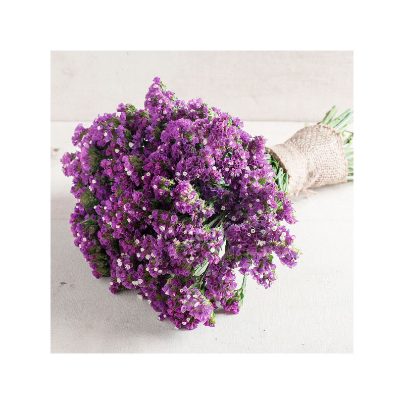 Limonio 1000 Semillas Limonium sinuatum Statice Seeker Purple Flor Corte 68.644068 Limonio 1000 Semillas Limonium sinuatum Stat Limonio 1000 Semillas Limonium sinuatum Statice Seeker Purple Flor Corte 68.644068 Limonio 1000 Semillas Limonium sinuatum Stat