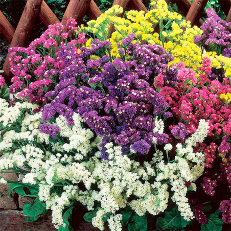  Limonio 5000 Semillas Limonium sinuatum Statice Seeker Mix Flor Corte 245.762712 Limonio 5000 Semillas Limonium sinuatum Static