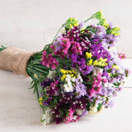  Limonio 5000 Semillas Limonium sinuatum Statice Seeker Mix Flor Corte 245.762712 Limonio 5000 Semillas Limonium sinuatum Static
