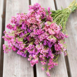  Limonio 1000 Semillas Limonium sinuatum Statice Seeker Rose Shades Flor Corte 68.644068 Limonio 1000 Semillas Limonium sinuatum