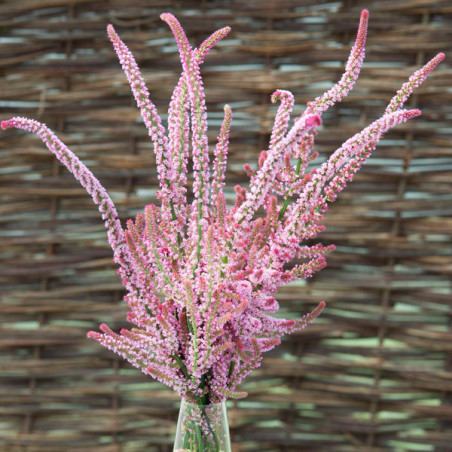  Limonio 1000 Semillas Limonium suworowii Statice Suworowii Pink Pokers Flor Corte 66.101695 Limonio 1000 Semillas Limonium suwo