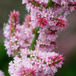  Limonio 1000 Semillas Limonium suworowii Statice Suworowii Pink Pokers Flor Corte 66.101695 Limonio 1000 Semillas Limonium suwo