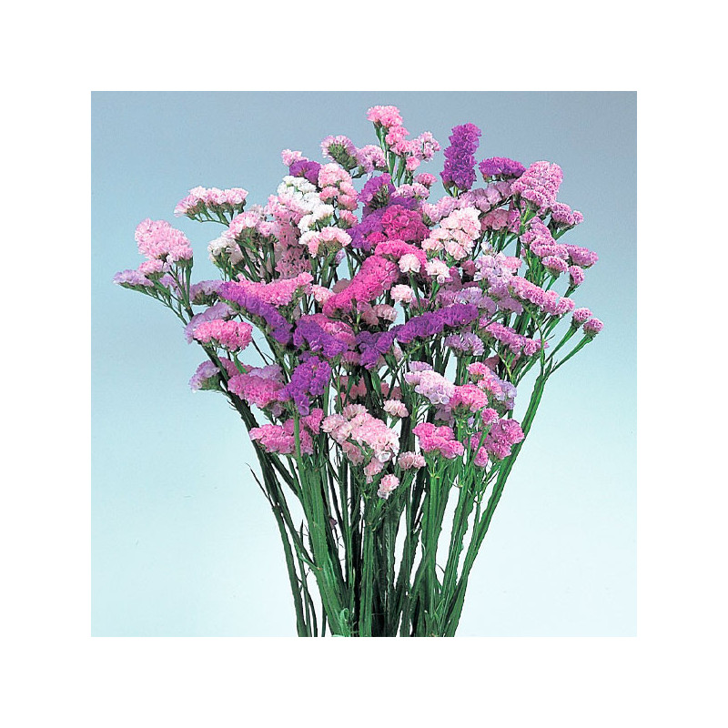  Limonio 1000 Semillas Limonium sinuatum Statice Pastel Shade Mix Flor Corte 149.152542 Limonio 1000 Semillas Limonium sinuatum 