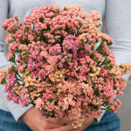  Limonio 1000 Semillas Limonium sinuatum Statice Qis Apricot Flor Corte 68.644068 Limonio 1000 Semillas Limonium sinuatum Static