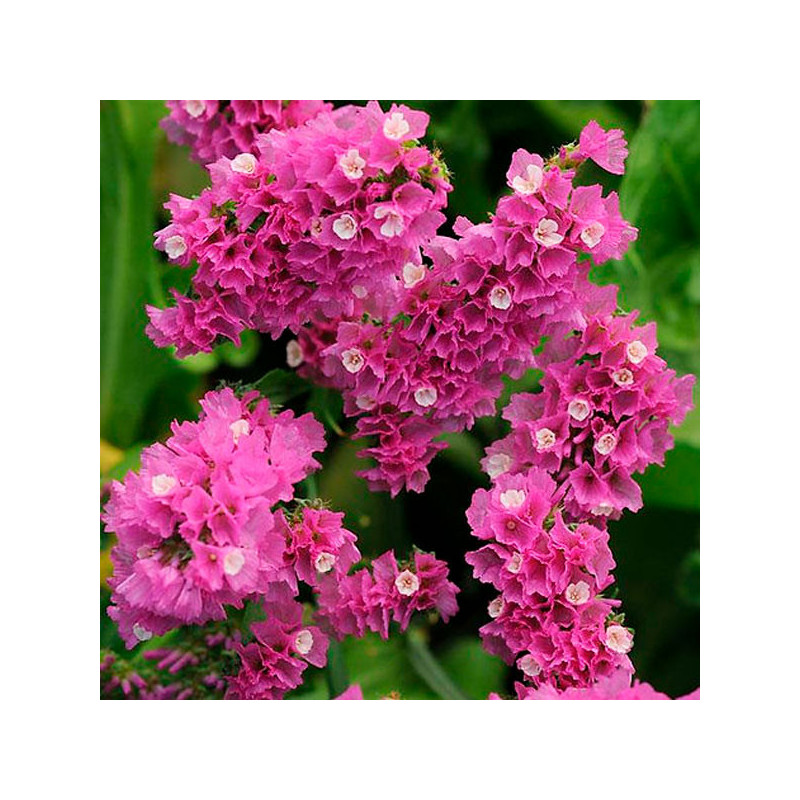  Limonio 1000 Semillas Limonium sinuatum Statice Qis Rose Flor Corte 68.644068 Limonio 1000 Semillas Limonium sinuatum Statice Q