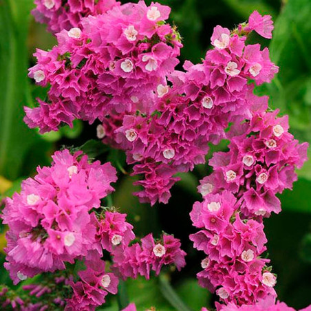  Limonio 1000 Semillas Limonium sinuatum Statice Qis Rose Flor Corte 68.644068 Limonio 1000 Semillas Limonium sinuatum Statice Q