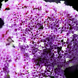 Limonio 1000 Semillas Limonium Statice Perezii Seafoam Flor Corte