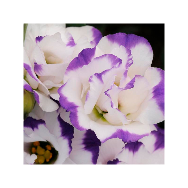 Lisianto 1000 Semillas Eustoma grandiflorum Lisianthus ABC II Blue Rim PLT Flor Corte 172.033898 Lisianto 1000 Semillas Eustoma Lisianto 1000 Semillas Eustoma grandiflorum Lisianthus ABC II Blue Rim PLT Flor Corte 172.033898 Lisianto 1000 Semillas Eustoma