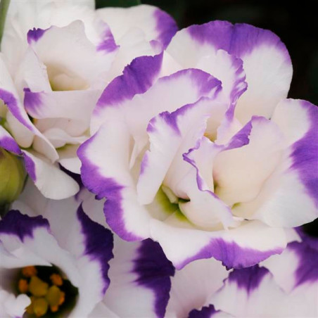 Lisianto 1000 Semillas Eustoma grandiflorum Lisianthus ABC II Blue Rim PLT Flor Corte 172.033898 Lisianto 1000 Semillas Eustoma