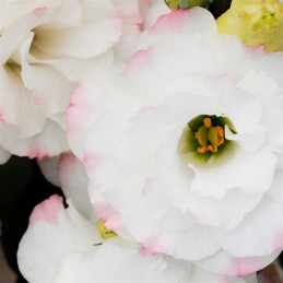  Lisianto 1000 Semillas Eustoma grandiflorum Lisianthus ABC I Rose Rim PLT Flor Corte 172.033898 Lisianto 1000 Semillas Eustoma 