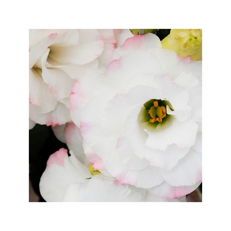  Lisianto 1000 Semillas Eustoma grandiflorum Lisianthus ABC I Rose Rim PLT Flor Corte 172.033898 Lisianto 1000 Semillas Eustoma 