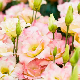  Lisianto 1000 Semillas Eustoma grandiflorum Lisianthus ABC I Rose Rim PLT Flor Corte 172.033898 Lisianto 1000 Semillas Eustoma 