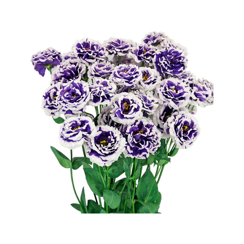 Lisianto 1000 Semillas Eustoma grandiflorum Lisianthus Celeb 2 Turn Blue PLT Flor Corte 177.118644 Lisianto 1000 Semillas Eusto Lisianto 1000 Semillas Eustoma grandiflorum Lisianthus Celeb 2 Turn Blue PLT Flor Corte 177.118644 Lisianto 1000 Semillas Eusto