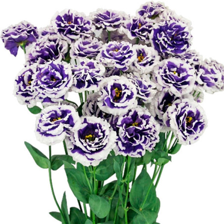  Lisianto 1000 Semillas Eustoma grandiflorum Lisianthus Celeb 2 Turn Blue PLT Flor Corte 177.118644 Lisianto 1000 Semillas Eusto
