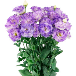  Lisianto 1000 Semillas Eustoma grandiflorum Lisianthus Celeb 2 Blue Flash PLT Flor Corte 177.118644 Lisianto 1000 Semillas Eust