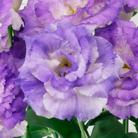  Lisianto 1000 Semillas Eustoma grandiflorum Lisianthus Celeb 2 Blue Flash PLT Flor Corte 177.118644 Lisianto 1000 Semillas Eust