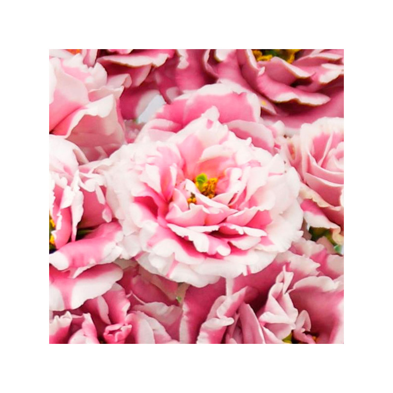  Lisianto 1000 Semillas Eustoma grandiflorum Lisianthus Celeb 2 Turn Red PLT Flor Corte 177.118644 Lisianto 1000 Semillas Eustom