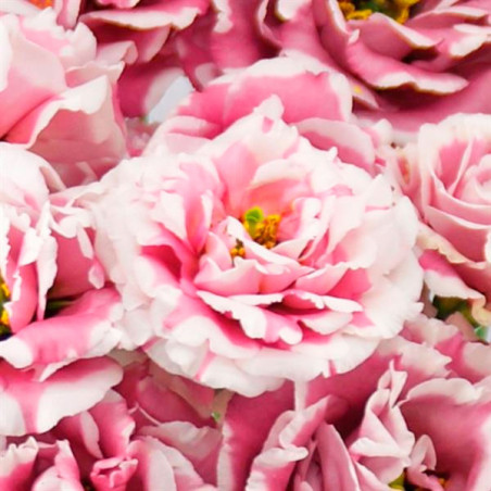  Lisianto 1000 Semillas Eustoma grandiflorum Lisianthus Celeb 2 Turn Red PLT Flor Corte 177.118644 Lisianto 1000 Semillas Eustom