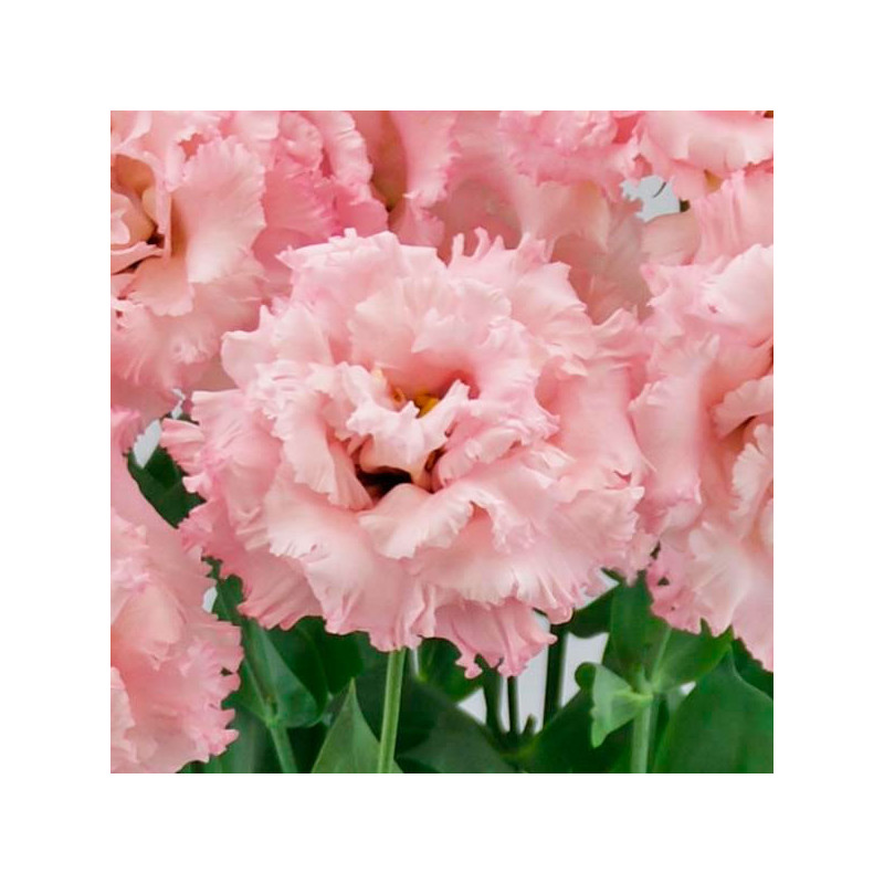  Lisianto 1000 Semillas Eustoma grandiflorum Lisianthus Celeb 2 Extra Pink PLT Flor Corte 177.118644 Lisianto 1000 Semillas Eust