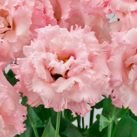  Lisianto 1000 Semillas Eustoma grandiflorum Lisianthus Celeb 2 Extra Pink PLT Flor Corte 177.118644 Lisianto 1000 Semillas Eust