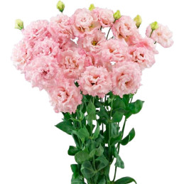  Lisianto 1000 Semillas Eustoma grandiflorum Lisianthus Celeb 2 Extra Pink PLT Flor Corte 177.118644 Lisianto 1000 Semillas Eust