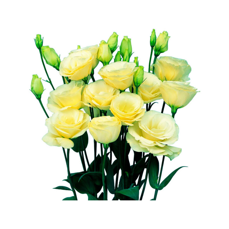  Lisianto 1000 Semillas Eustoma grandiflorum Lisianthus Mariachi Yellow PLT Flor Corte 188.983051 Lisianto 1000 Semillas Eustoma