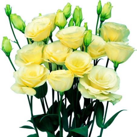  Lisianto 1000 Semillas Eustoma grandiflorum Lisianthus Mariachi Yellow PLT Flor Corte 188.983051 Lisianto 1000 Semillas Eustoma