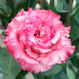 Lisianto 1000 Semillas Eustoma grandiflorum Lisianthus Corelli Sugoi 3 Pink Deep PLT Flor Corte