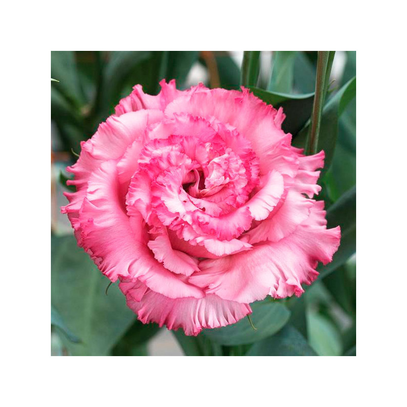  Lisianto 1000 Semillas Eustoma grandiflorum Lisianthus Corelli Sugoi 3 Pink Deep PLT Flor Corte 177.118644 Lisianto 1000 Semill