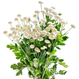 Matricaria 1000 Semillas Tanacetum parthenium Baya White PLT Flor Corte