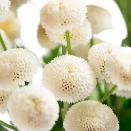  Matricaria 1000 Semillas Tanacetum parthenium Baya White PLT Flor Corte 101 Matricaria 1000 Semillas Tanacetum parthenium Baya 