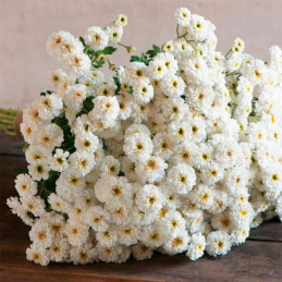  Matricaria 1000 Semillas Tanacetum parthenium Tetra White Wonder Flor Corte 57.627119 Matricaria 1000 Semillas Tanacetum parthe