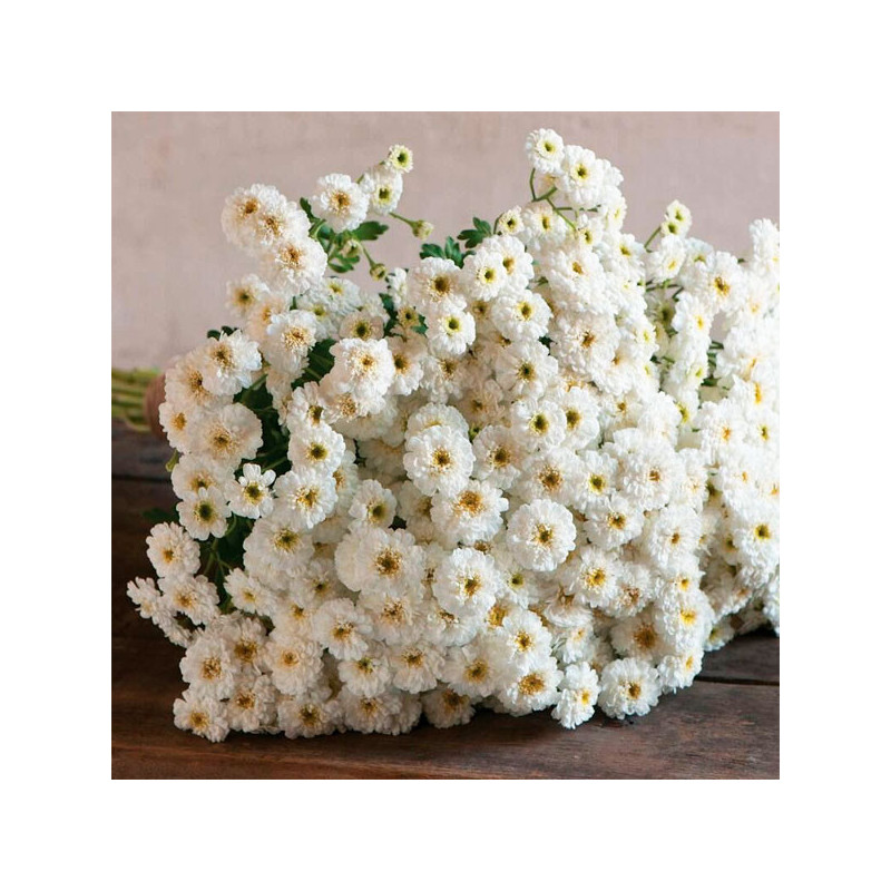  Matricaria 1000 Semillas Tanacetum parthenium Tetra White Wonder Flor Corte 57.627119 Matricaria 1000 Semillas Tanacetum parthe