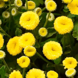 Matricaria 1000 Semillas Tanacetum parthenium Vegmo Sunny Ball PLT Amarillo Flor Corte