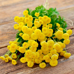  Matricaria 1000 Semillas Tanacetum parthenium Vegmo Sunny Ball PLT Amarillo Flor Corte 143.220339 Matricaria 1000 Semillas Tana
