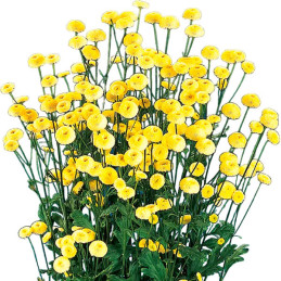 Matricaria 1000 Semillas Tanacetum parthenium Victory Double Yellow PLT Flor Corte