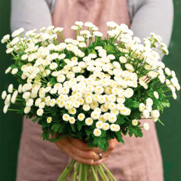 Matricaria 1000 Semillas Tanacetum parthenium Vegmo SnowBall Extra White Flor Corte 143.220339 Matricaria 1000 Semillas Tanacet
