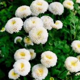 Matricaria 1000 Semillas Tanacetum parthenium Vegmo SnowBall Extra White Flor Corte