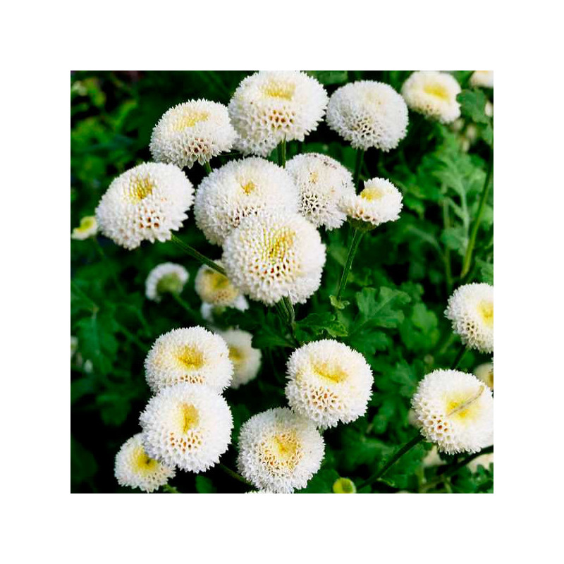  Matricaria 1000 Semillas Tanacetum parthenium Vegmo SnowBall Extra White Flor Corte 143.220339 Matricaria 1000 Semillas Tanacet