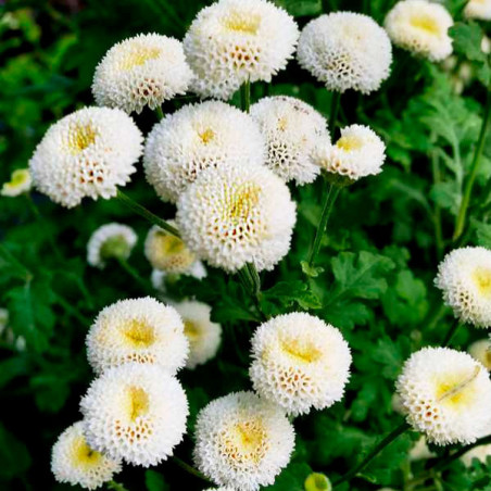  Matricaria 1000 Semillas Tanacetum parthenium Vegmo SnowBall Extra White Flor Corte 143.220339 Matricaria 1000 Semillas Tanacet