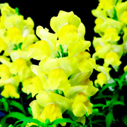 Dogo 1000 Semillas Antirrhinum majus Arrow Yellow Flor Maceta