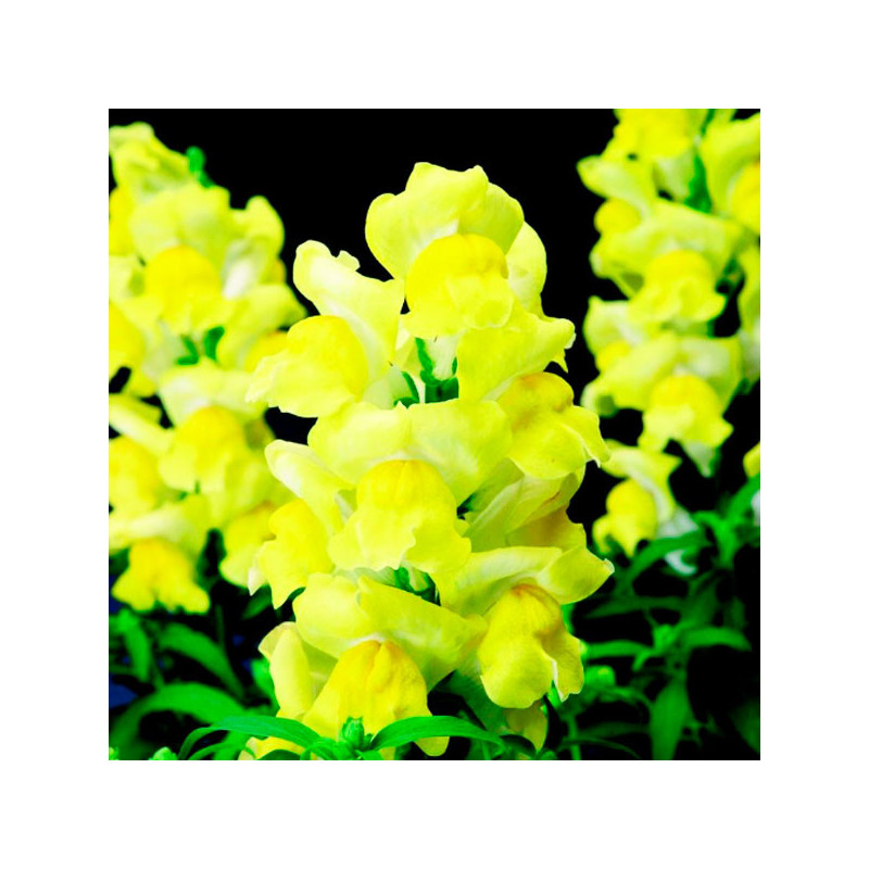 Dogo 1000 Semillas Antirrhinum majus Arrow Yellow Flor Maceta 74.576271 Dogo 1000 Semillas Antirrhinum majus Arrow Yellow Flor Dogo 1000 Semillas Antirrhinum majus Arrow Yellow Flor Maceta 74.576271 Dogo 1000 Semillas Antirrhinum majus Arrow Yellow Flor