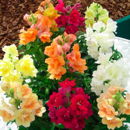  Dogo 1000 Semillas Salvia splendens Twinny Full Mix Flor Maceta 74.576271 Dogo 1000 Semillas Salvia splendens Twinny Full Mix F