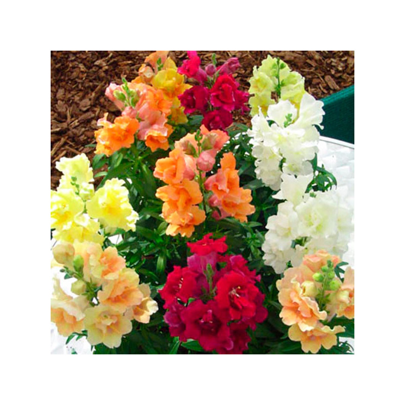 Dogo 1000 Semillas Salvia splendens Twinny Full Mix Flor Maceta 74.576271 Dogo 1000 Semillas Salvia splendens Twinny Full Mix F Dogo 1000 Semillas Salvia splendens Twinny Full Mix Flor Maceta 74.576271 Dogo 1000 Semillas Salvia splendens Twinny Full Mix F